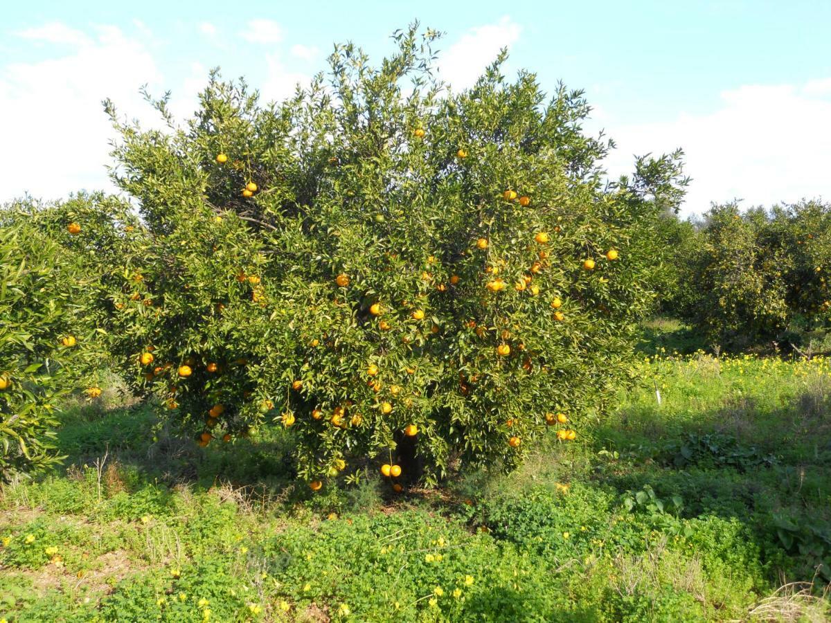 Tenuta Sperlinga - Il Campanile Villa Santa Flavia Dış mekan fotoğraf